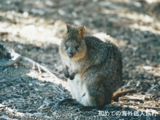 オーストラリア旅行（ロットネスト島のクオッカ）